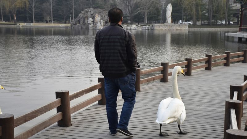 Swan