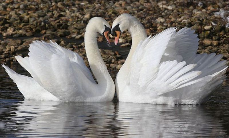 Swan