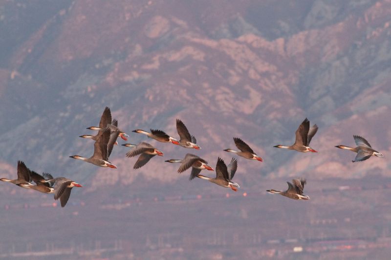 Swan Goose