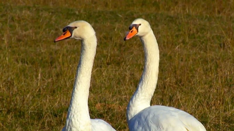 Swan