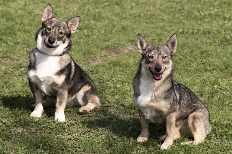 Swedish Vallhund