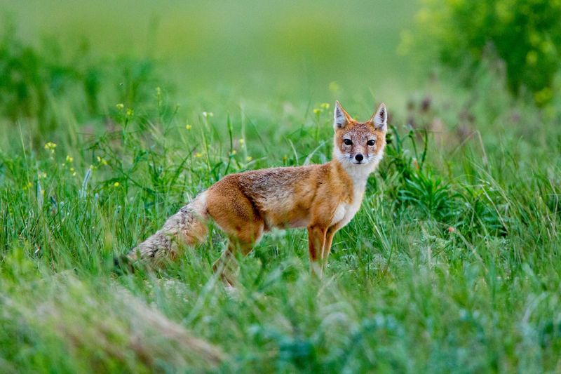 Swift Fox