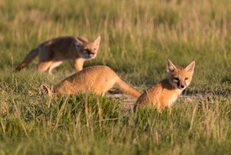 Swift Fox