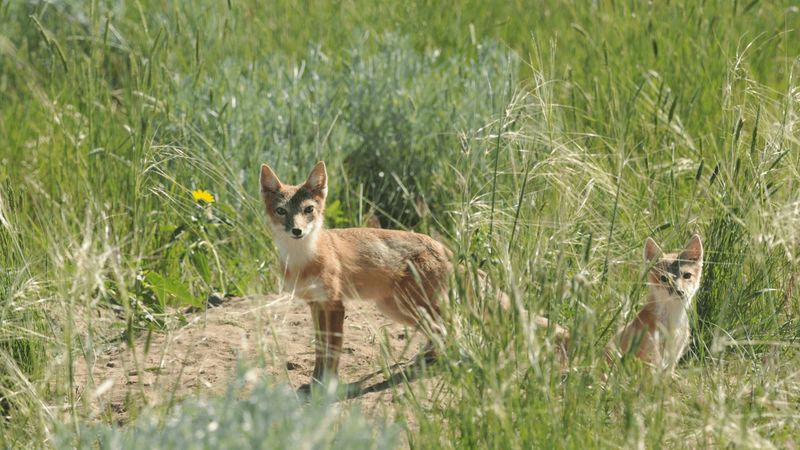 Swift Foxes