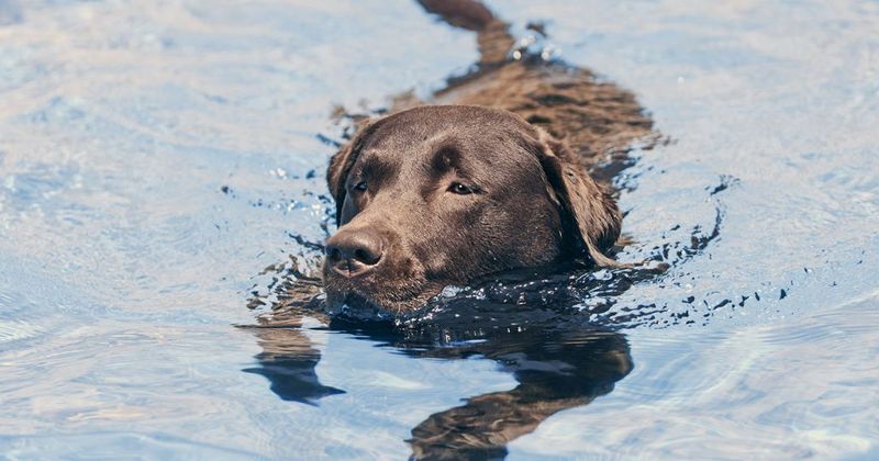 Swimming