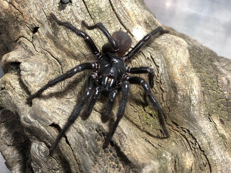 Sydney Funnel-Web Spider
