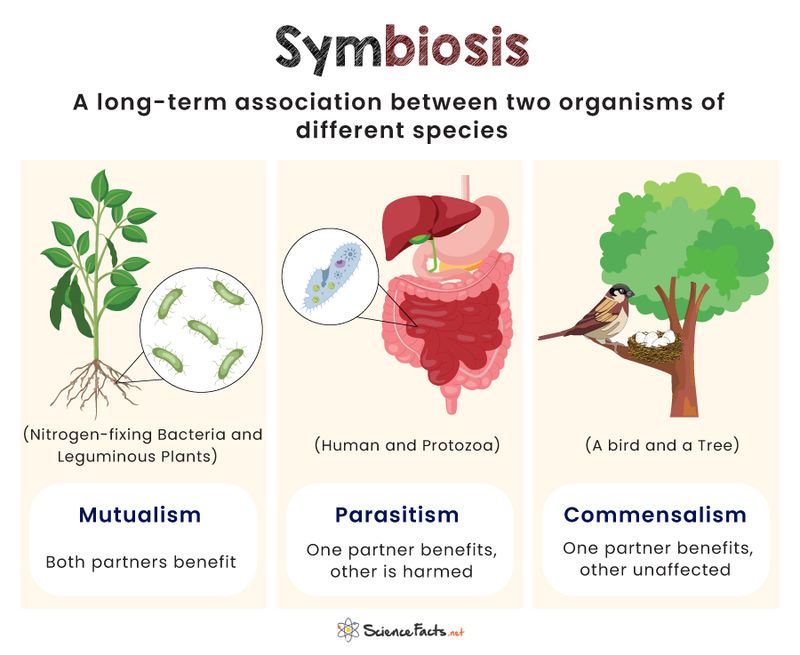 Symbiotic Relationships