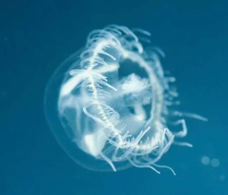 Symbiotic Relationships