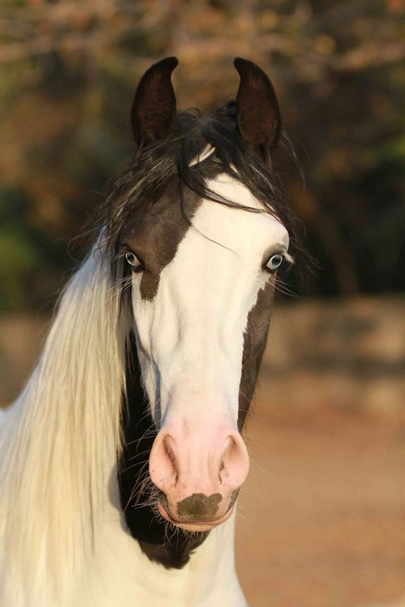 Symbol of Elegance and Pride