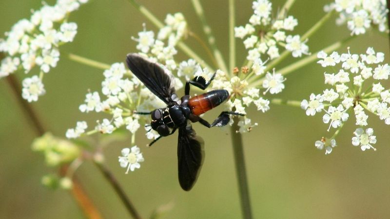 Tachinid Flies