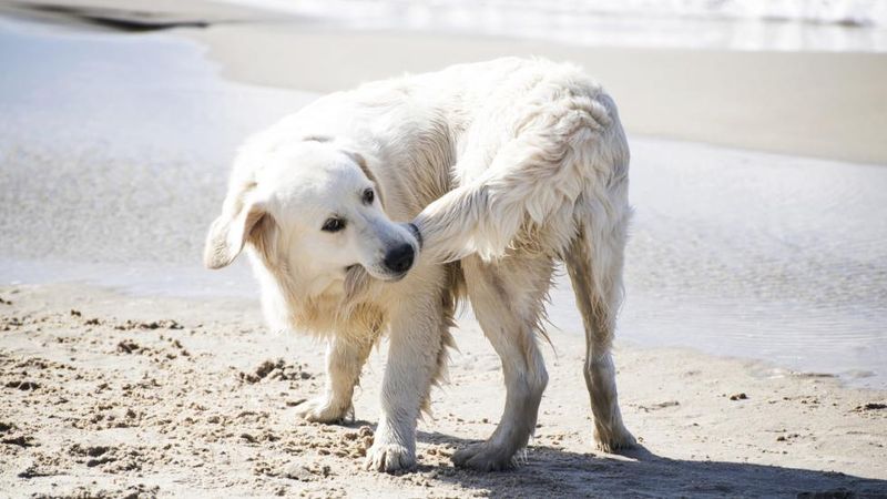Tail Chasing