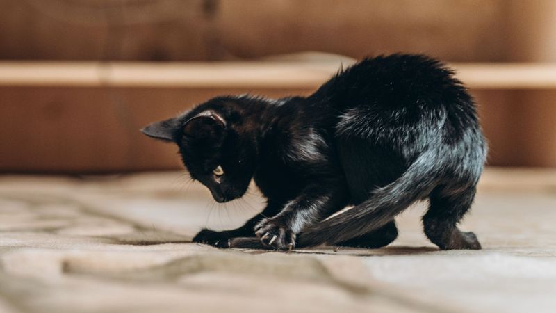 Tail Chasing