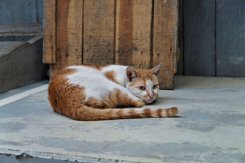 Tail Flicking