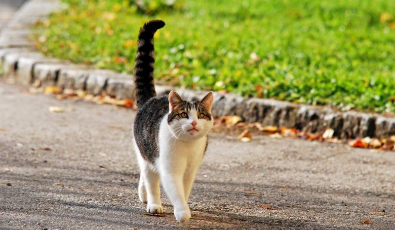 Tail Quiver