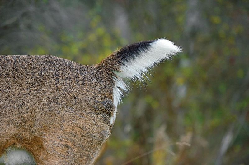 Tail Signals