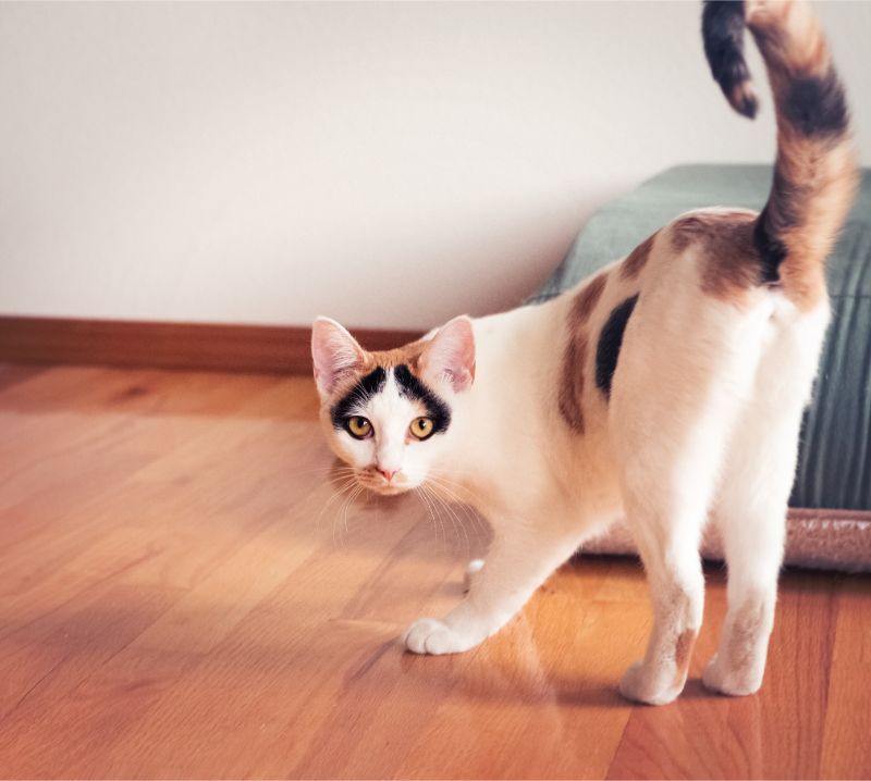 Tail Talk