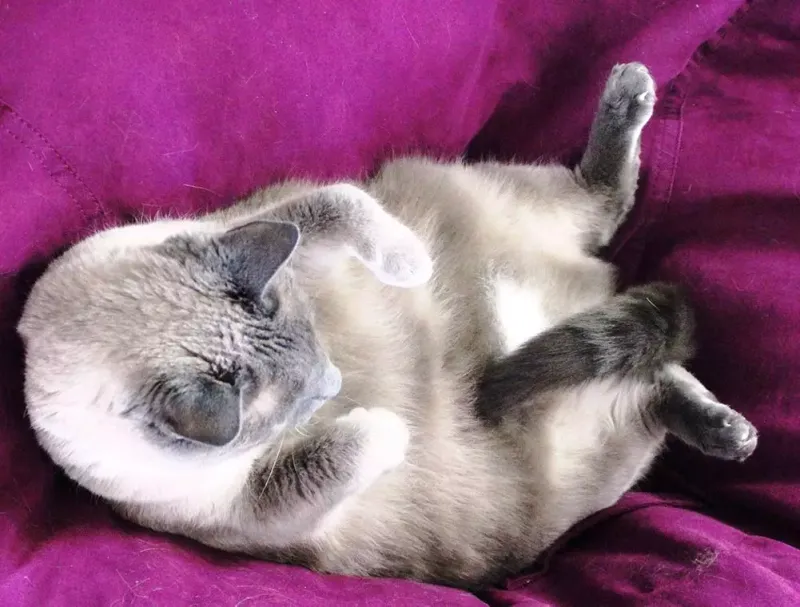 Tail Tucked Between Legs