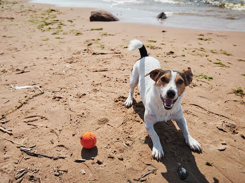 Tail Wagging in Dogs