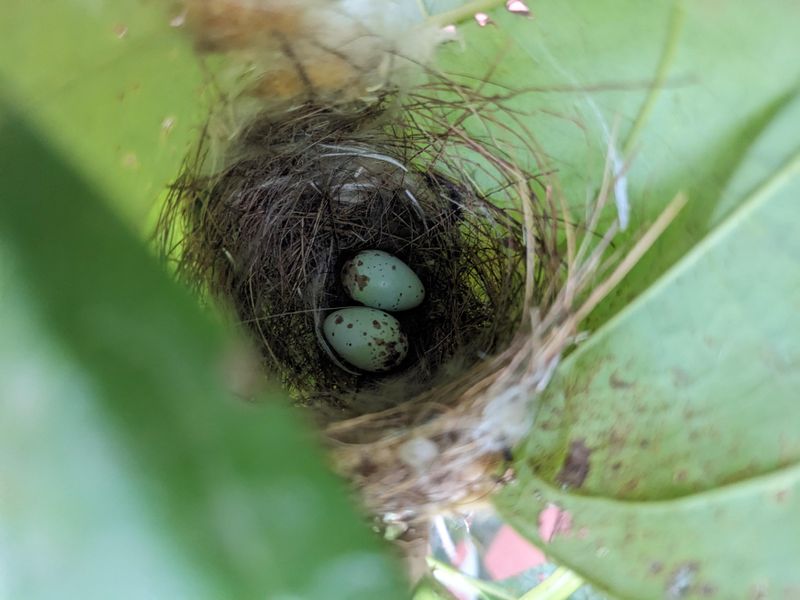 Tailorbird