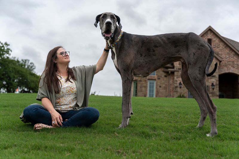 Tallest Dog Ever