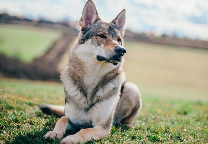 Tamaskan Dog