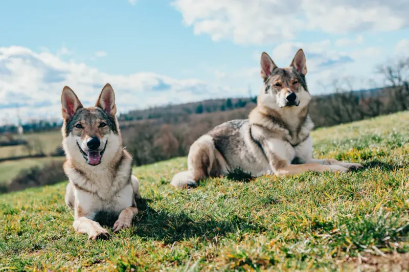 Tamaskan Dog