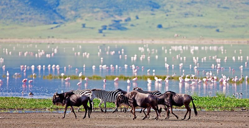 Tanzania Ngorongoro Crater Safari