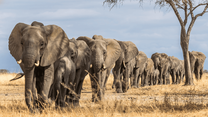 Tanzania