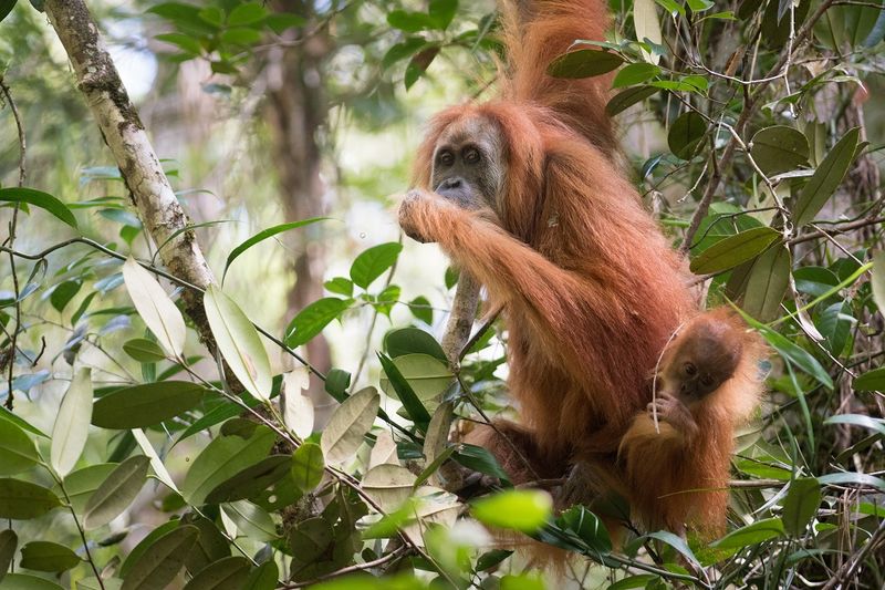 Tapanuli Orangutan