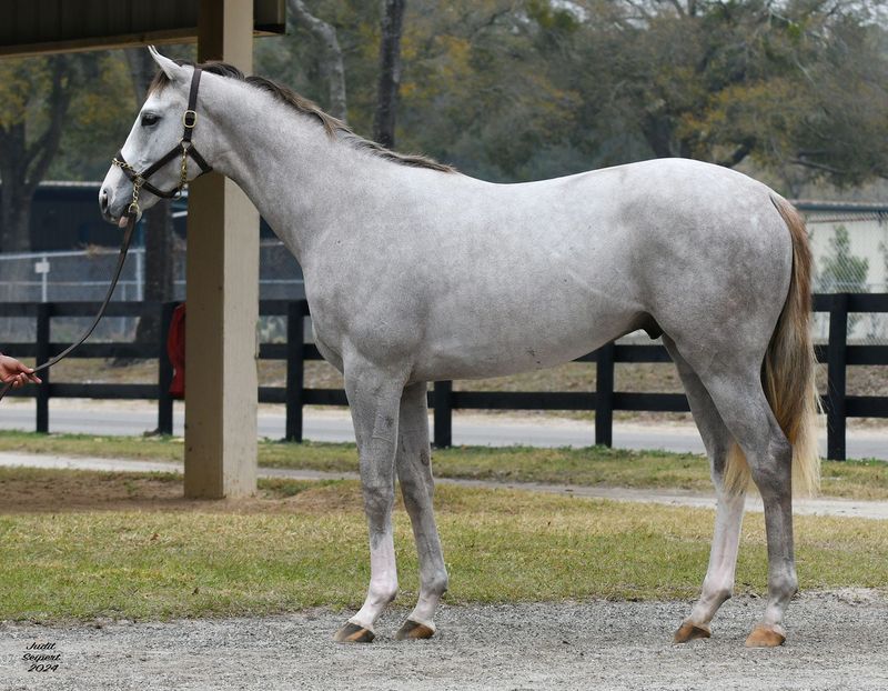 Tapit