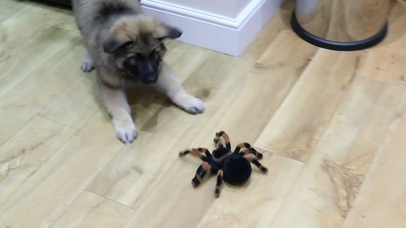 Tarantula