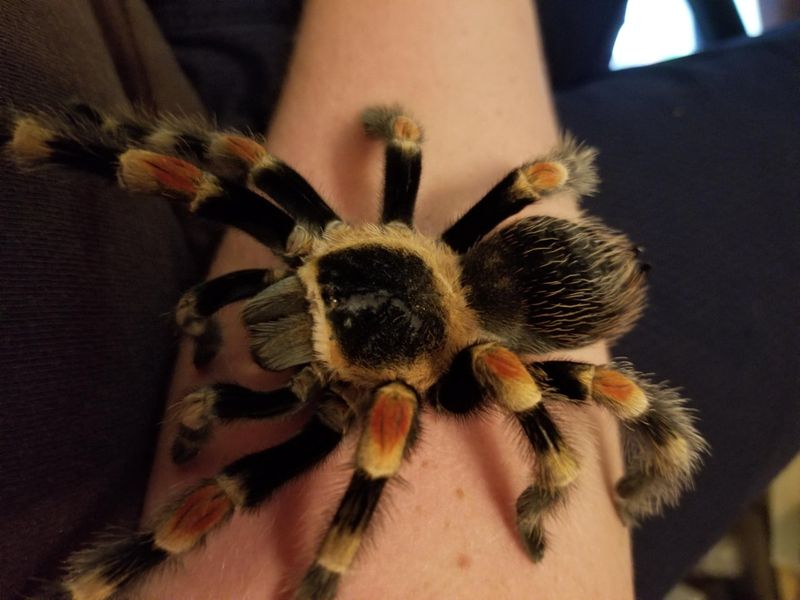 Tarantula