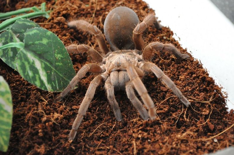 Tarantula