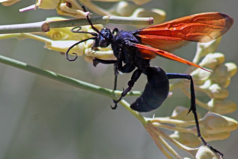 Tarantula Hawk Wasp