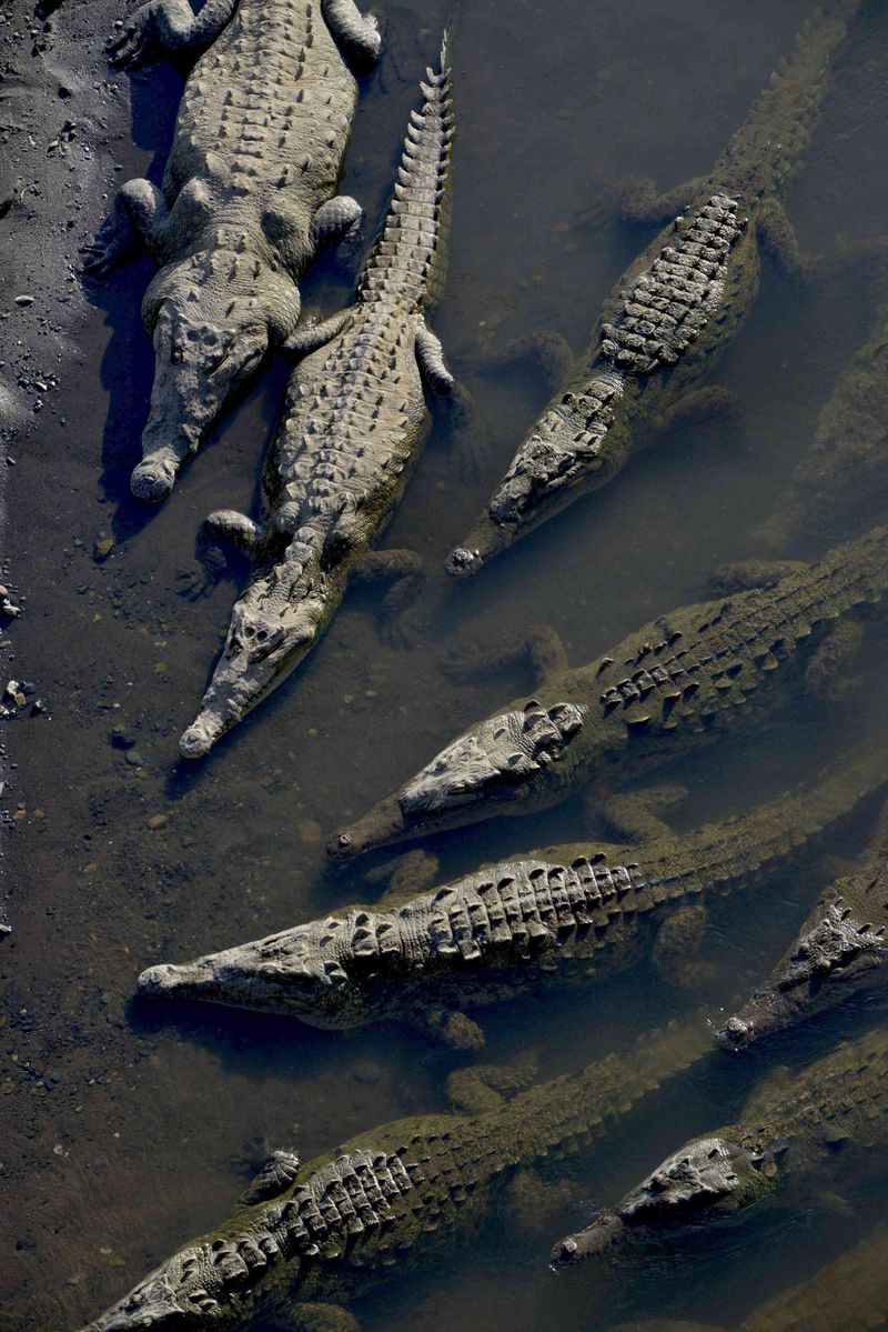 Tarcoles River, Costa Rica