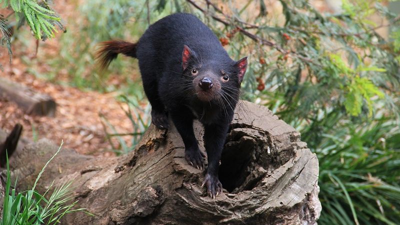 Tasmanian Devil
