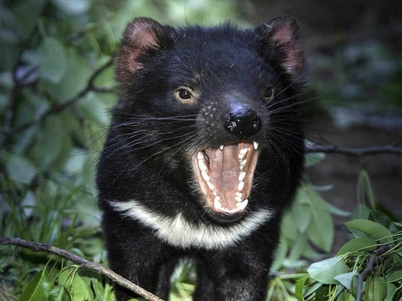 Tasmanian Devil
