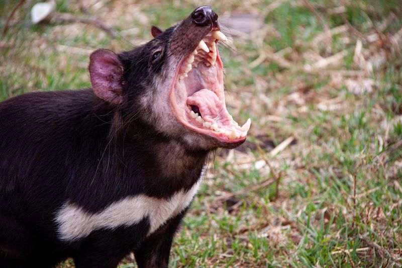 Tasmanian Devil