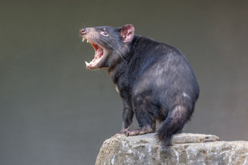 Tasmanian Devil