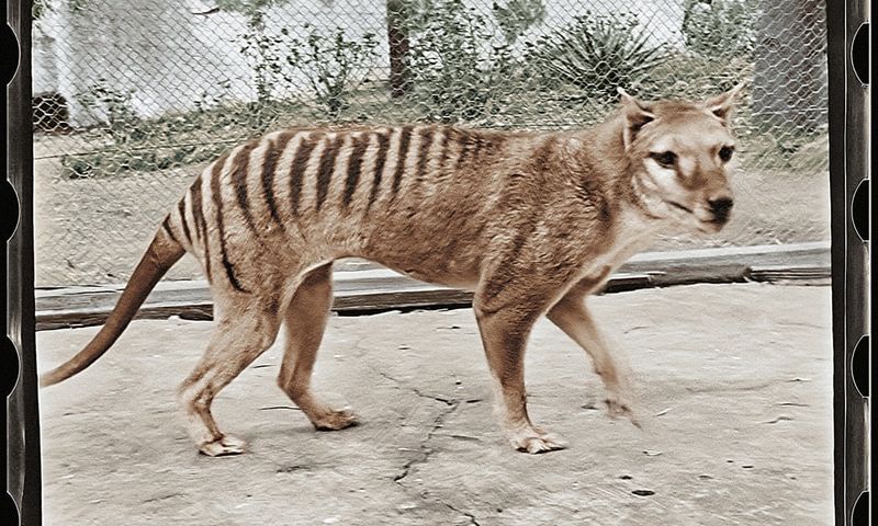 Tasmanian Tiger