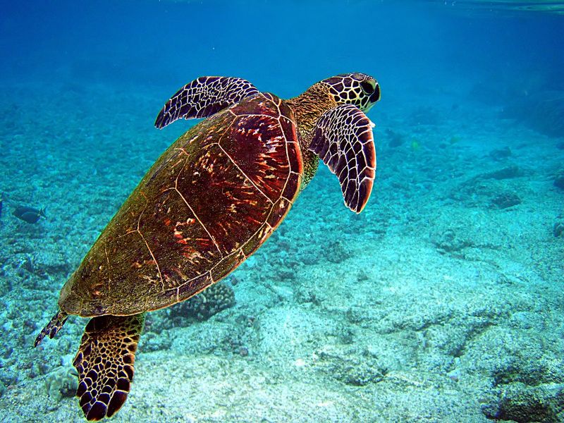 Taurus - Sea Turtle