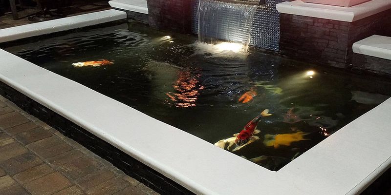 Technological Advancements in Koi Care