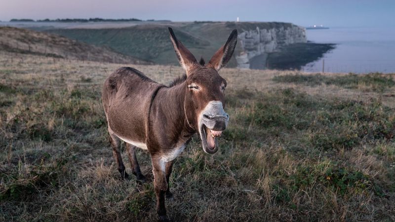 Technological Advances in Donkey Protection