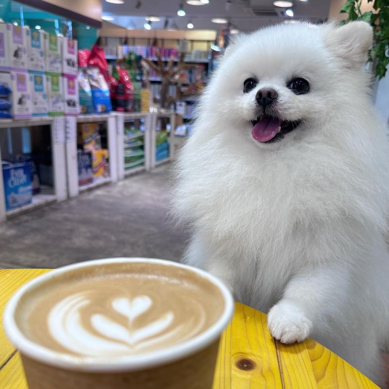 Teddy - Pomeranian