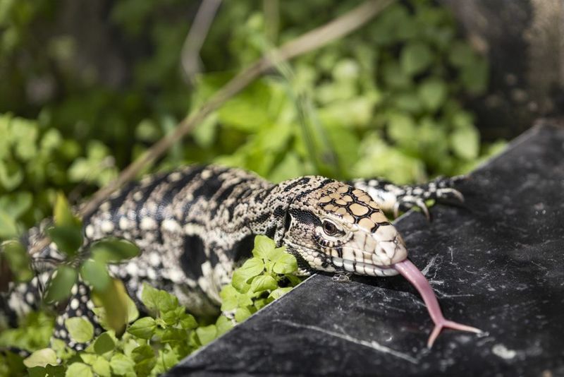 Tegu Lizard
