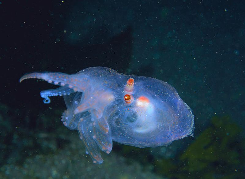 Telescope Octopus
