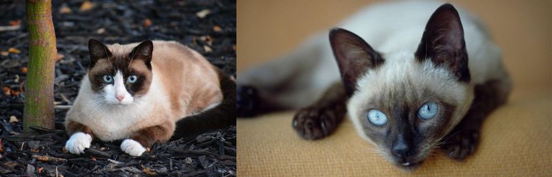 Temperament Differences
