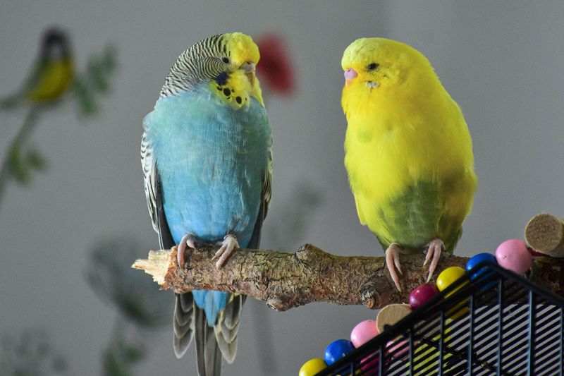 Temperament and Interaction