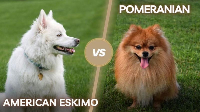 Temperament and Personality