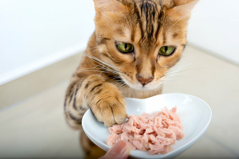 Temperature of Food